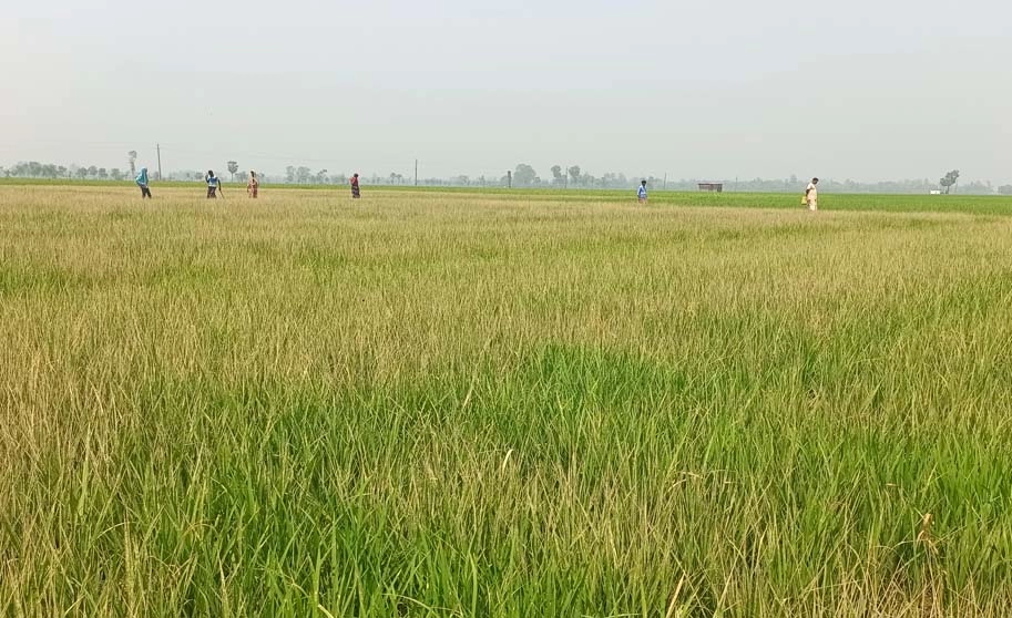 নওগাঁয় বিষ দিয়ে ১২২ শতক জমির ধান নষ্ট
