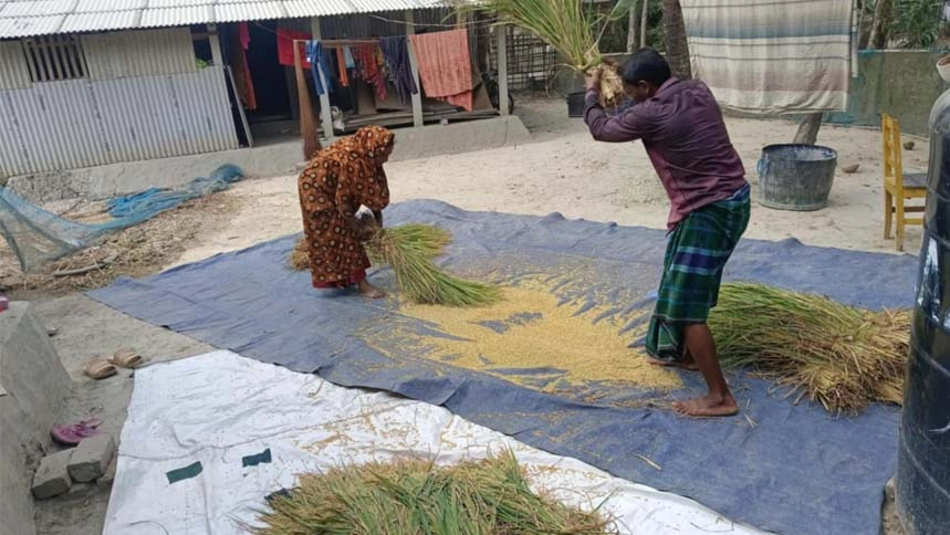 বোরো ধান ঘরে তুলতে ব্যস্ত কয়রার কৃষক