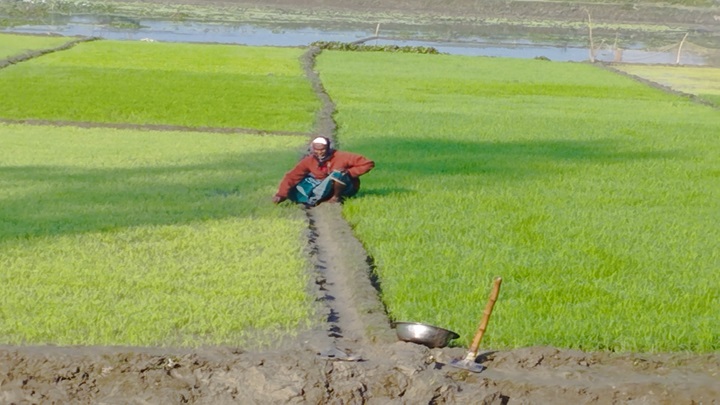 কুড়িগ্রামে কুয়াশায় বীজতলা নিয়ে শঙ্কায় কৃষক