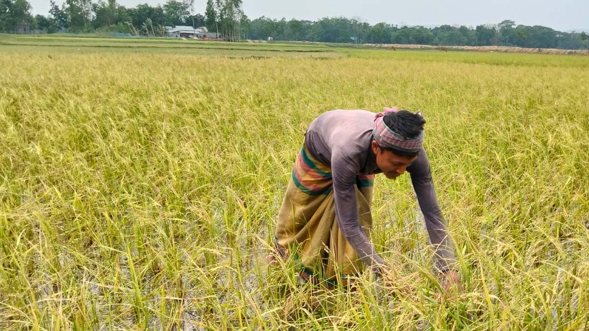 কলমাকান্দায়  ৪০০ হেক্টর জমির ফসলের ক্ষতি