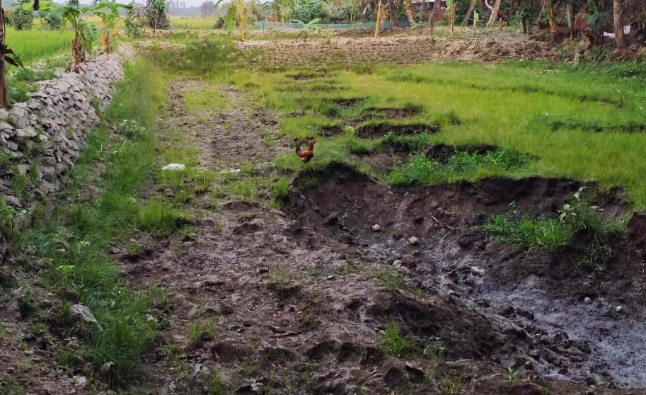 মাটি কেটে বিধবার ফসলি জমি দখলের পাঁয়তারা