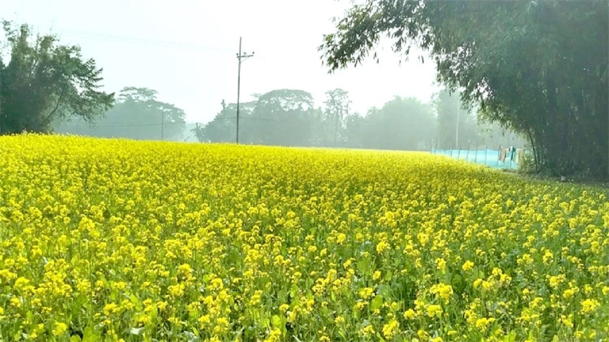 ময়মনসিংহে খন্ডকালীন সময়ে সরিষা চাষে কৃষকের সাফল্য