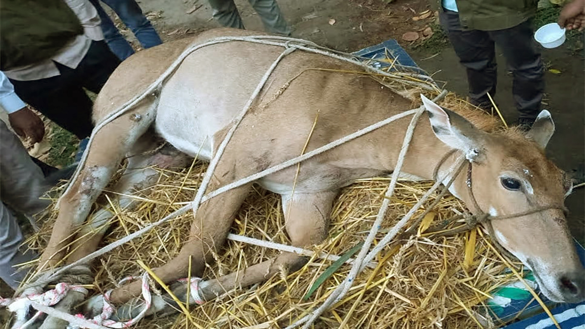 বিলুপ্ত প্রজাতির নীলগাই উদ্ধার