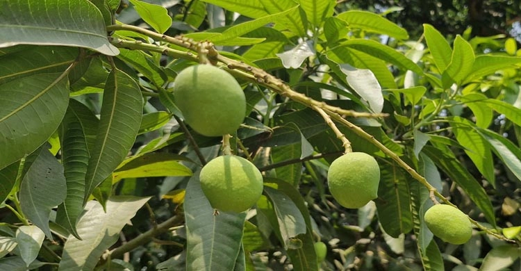 চাঁপাইনবাবগঞ্জে কাঙ্খিত বৃষ্টি, আমের আশীর্বাদ