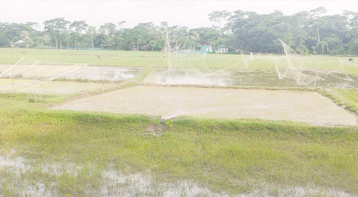 টানা বৃষ্টিতে পানির নিচে  রোপা আমনের বীজতলা