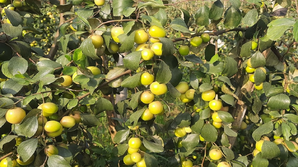 বরই খাওয়ার উপকারিতা