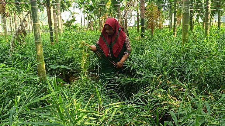পরিত্যক্ত জমিতে আদা চাষে সফল লালমনিরহাটের ময়না বেগম