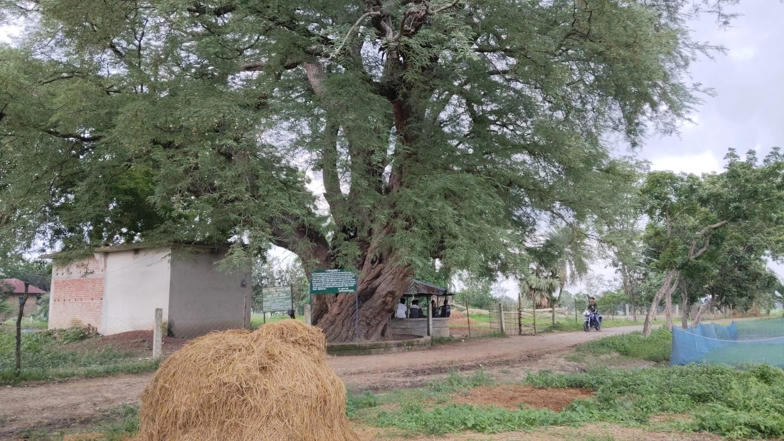 অর্ধহাজার বছরের স্মৃতি  ধরে রেখেছে যেই গাছ