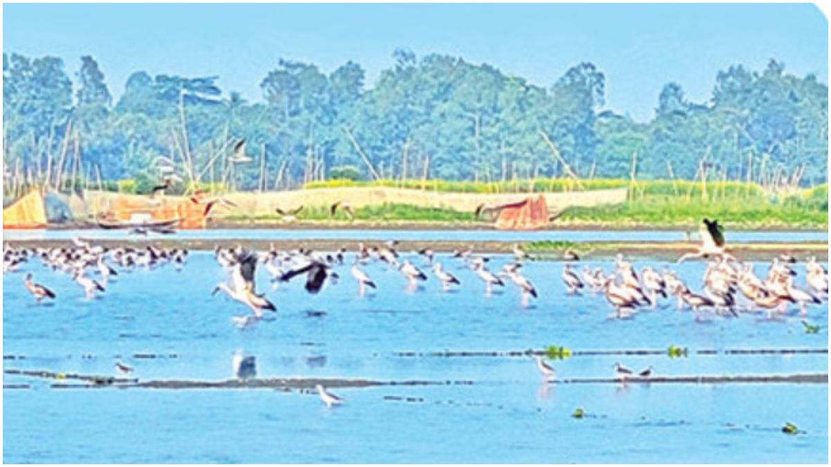 অতিথি পাখিতে মুখর গোপীনাথপুর বিল