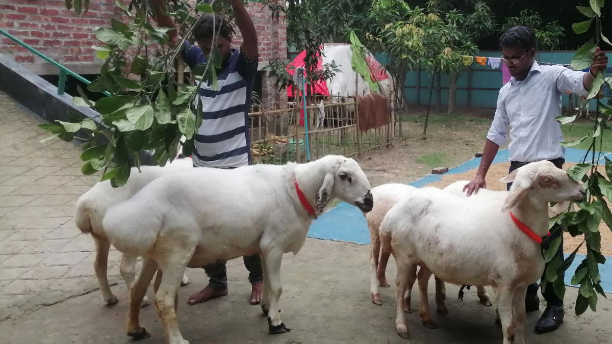 শান্ত প্রাণী দুম্বা। ছবি- সংগৃহীত