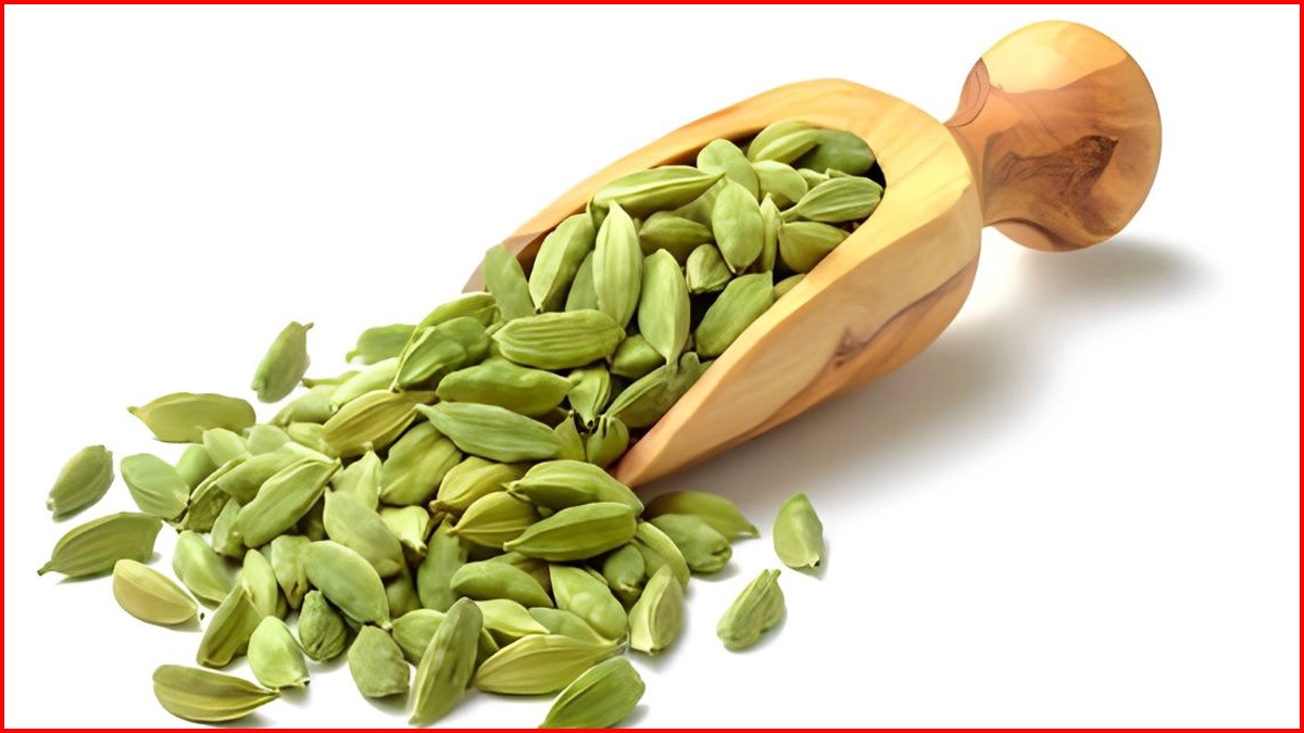 সবুজ এলাচ।  ছবি- সংগৃহীত