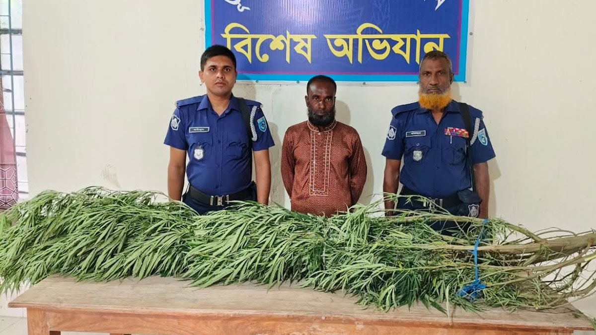 ২০ কে‌জি ওজনের গাঁজার গাছসহ আটক ব্যক্তি। ছবি- সংগৃহীত