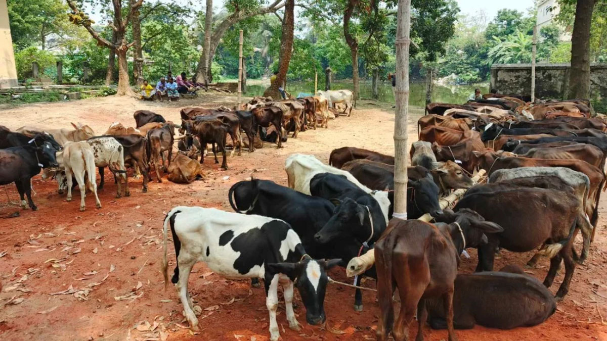 সিরাজগঞ্জে সরকারি বরাদ্দের গরু বিতরণে অনিয়ম