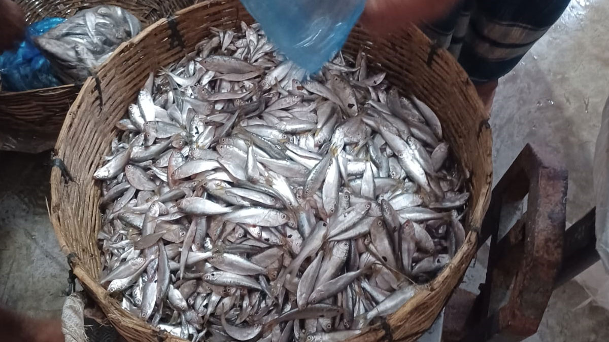 বরগুনায় চাপিলার নামে বিক্রি হচ্ছে ইলিশের পোনা