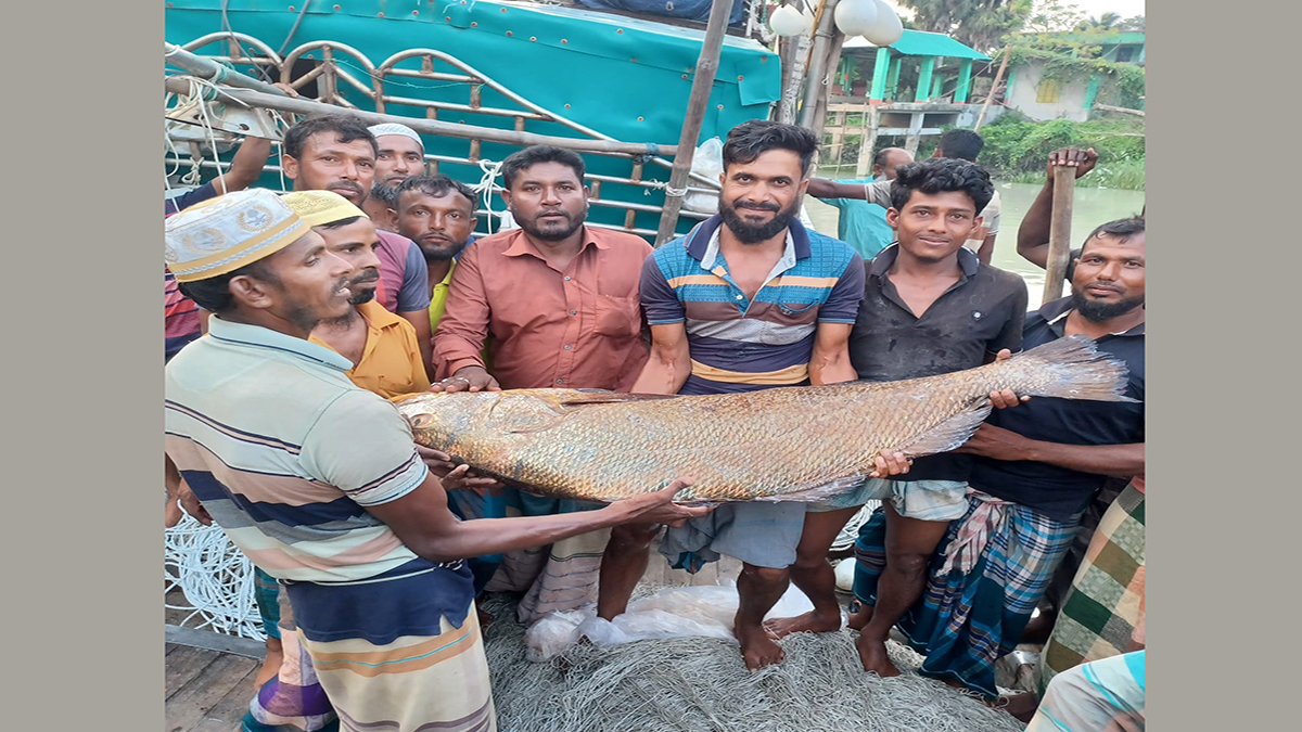 ত্রিশ কেজি ওজনের বোল মাছ, ১২ লাখ টাকা মণে বিক্রি