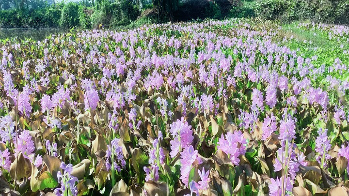 কচুরিপানা ফুলের সৌন্দর্য প্রকৃতিতে মুগ্ধতা ছড়াচ্ছে