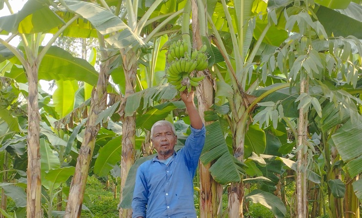 কলা চাষে বদলে যাচ্ছে চরাঞ্চলের অর্থনীতি
