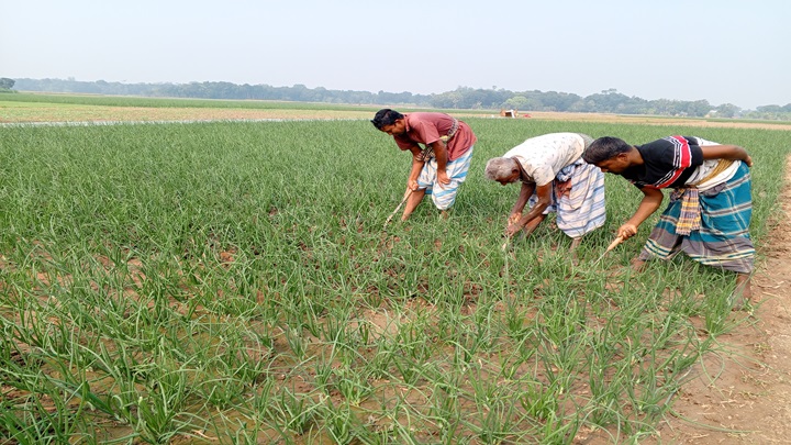 ফরিদপুরে পেঁয়াজের ব্যাপক আবাদ