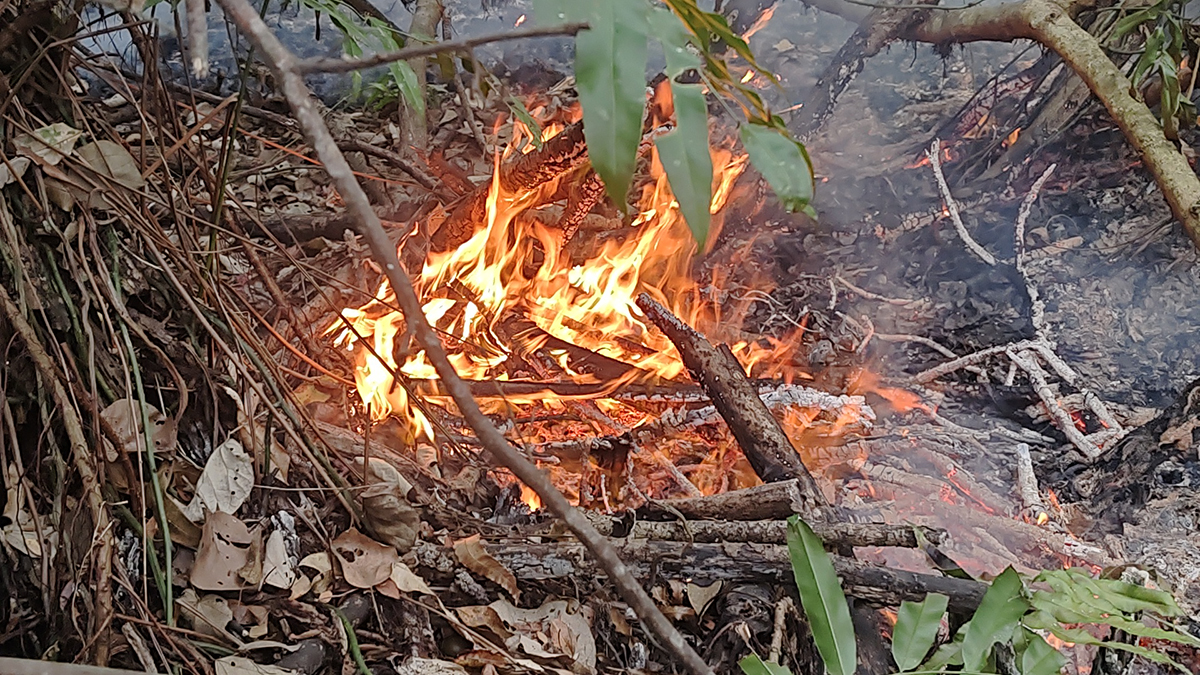 সুন্দরবনে ফের আগুন, নিয়ন্ত্রণে ফায়ার সার্ভিসের ৬ ইউনিট