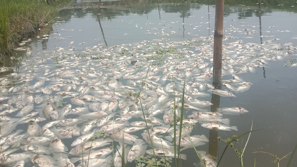 তজুমদ্দিনে খামারে বিষ দিয়ে ১০ লাখ টাকার মাছ নিধন