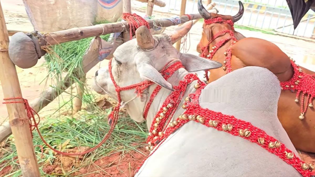 গাবতলির হাটে গরু লায়লা-মামুন। ছবি- সংগৃহীত