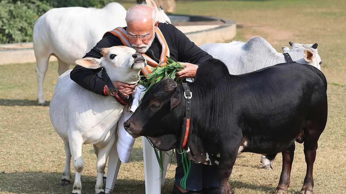 নিজ হাতে গরুকে খাওয়াচ্ছেন ভারতের প্রধানমন্ত্রী নরেন্দ্র মোদি। ছবি- সংগৃহীত