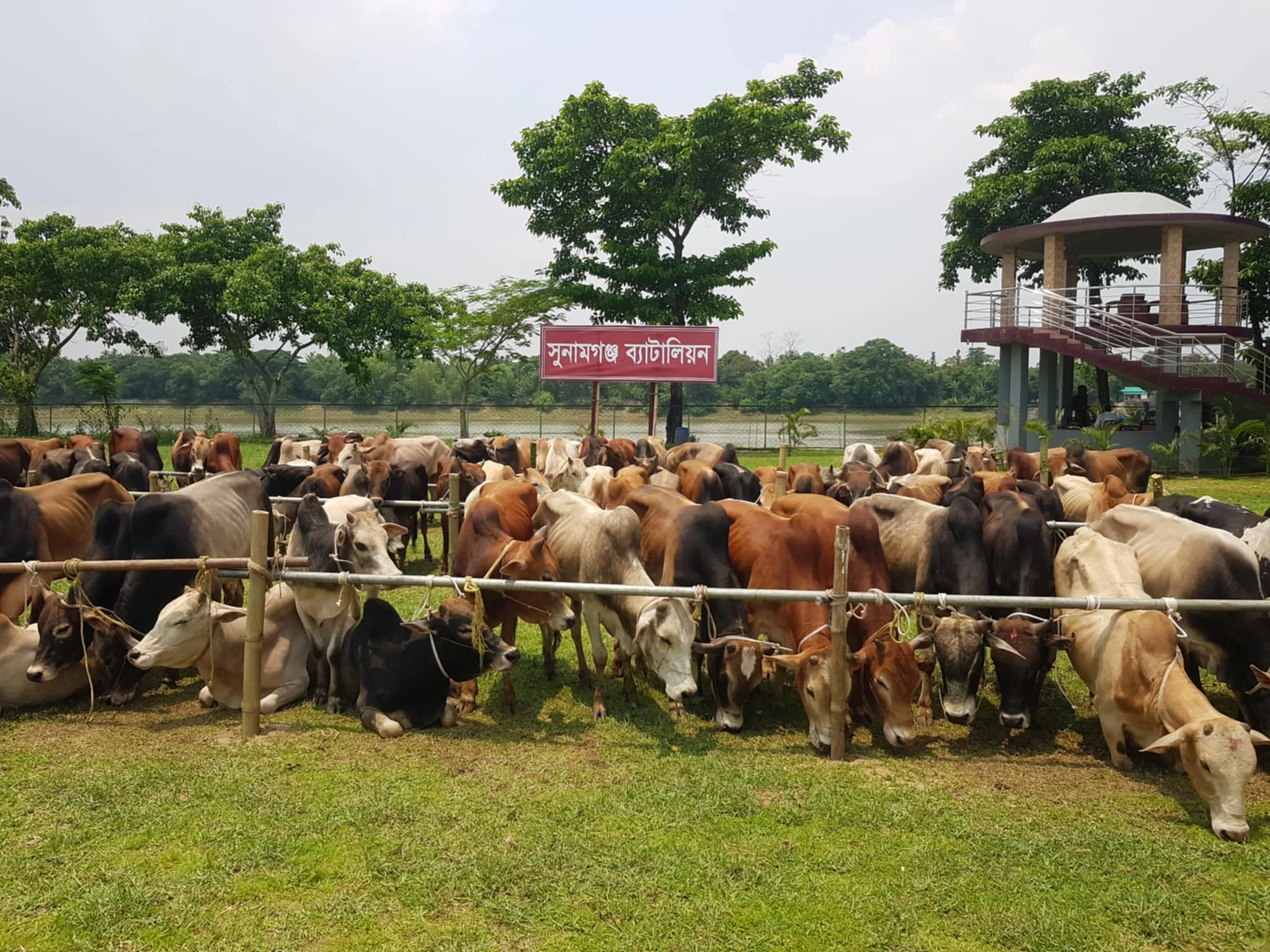 সুনামগঞ্জে ৯০টি ভারতীয় গরু জব্দ