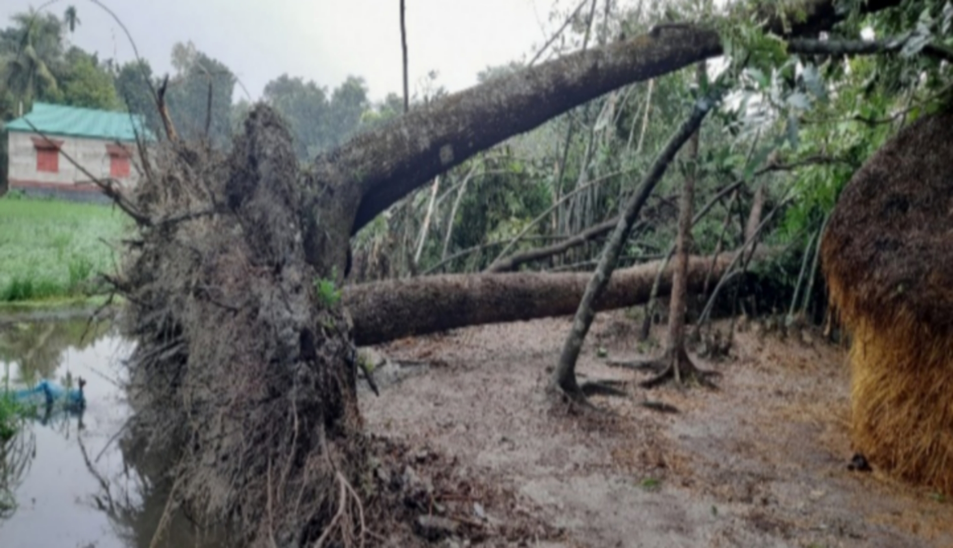 ঝড় সঙ্গে শিলাবৃষ্টিতে ফসলের ব্যাপক ক্ষয়ক্ষতি