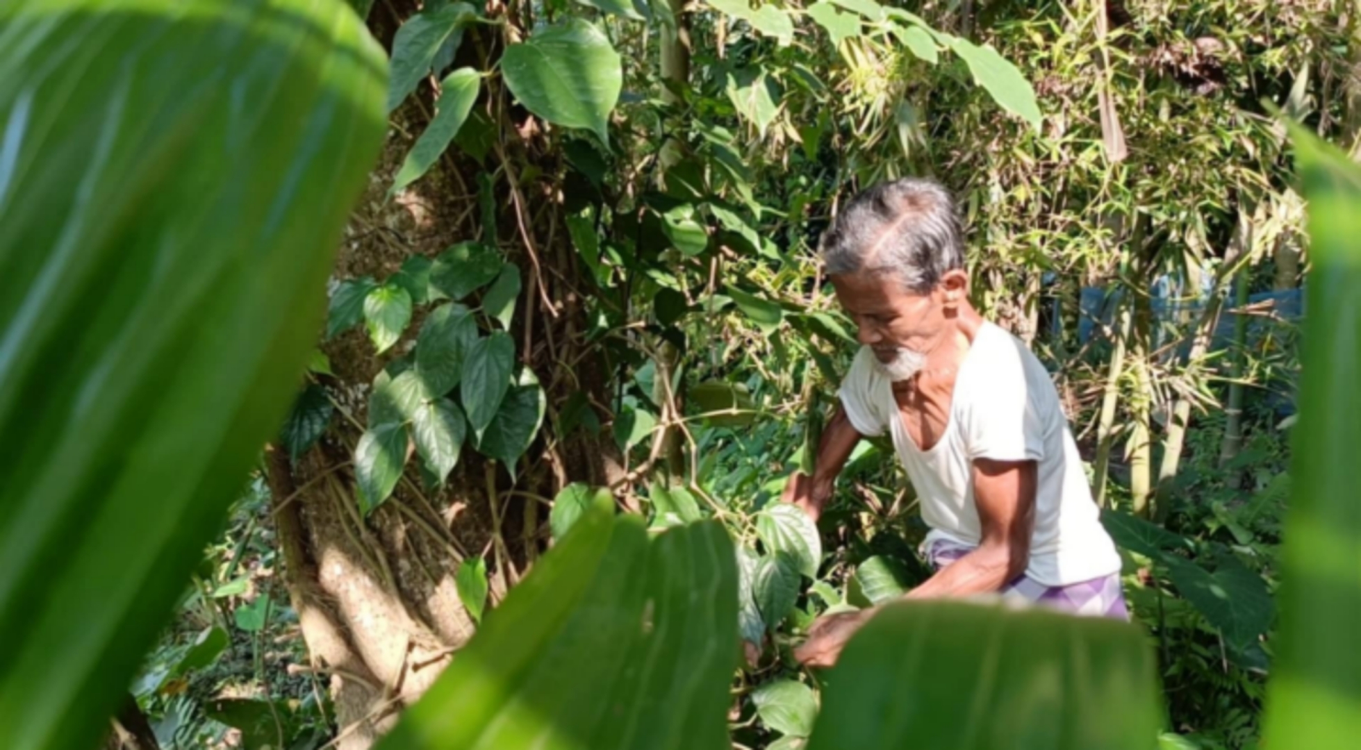 বেড়েই চলেছে চুইঝালের চাষ, লাভবান কৃষক