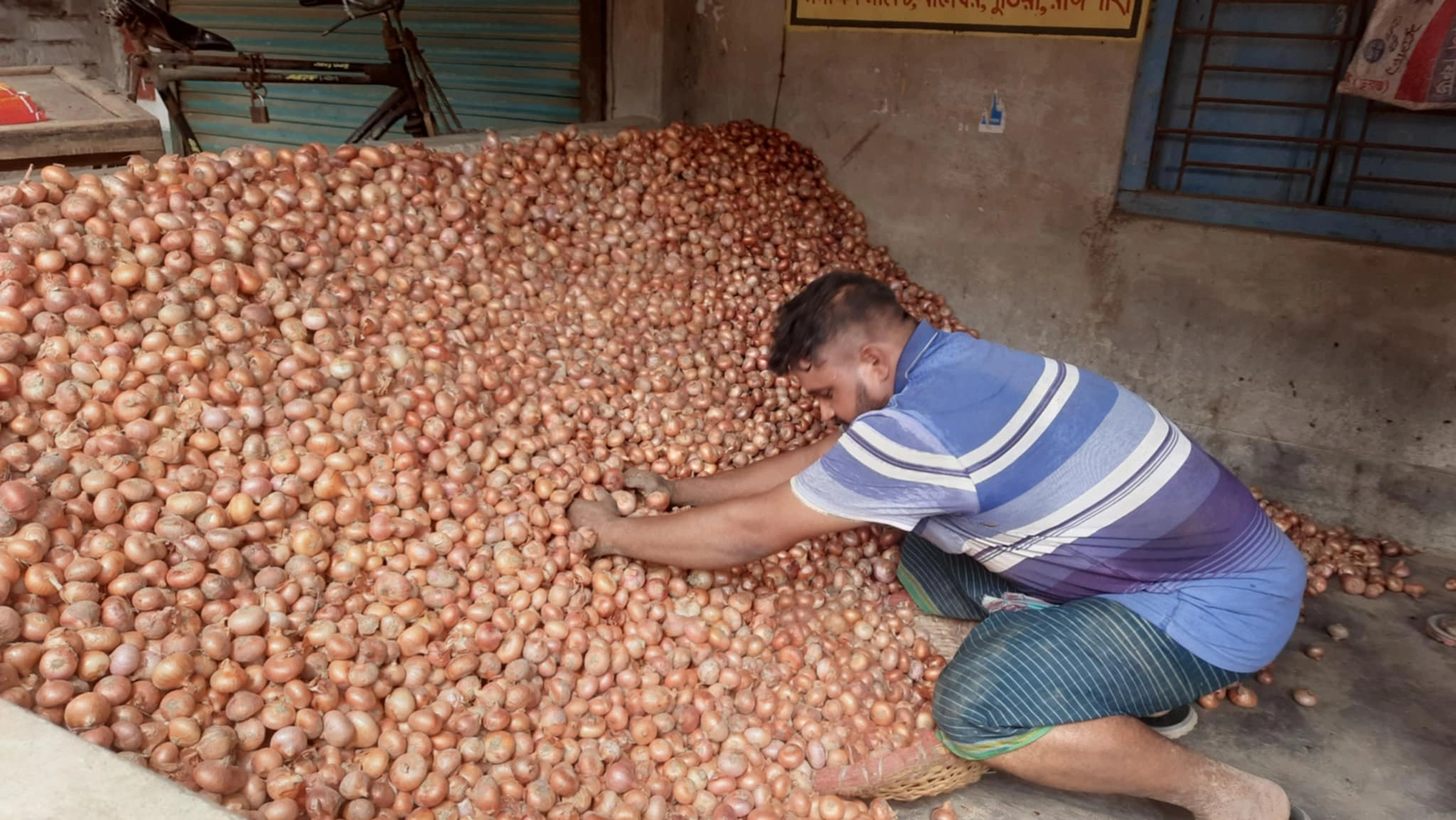 লোকসানে পেঁয়াজ চাষিরা মিলছে না কাক্সিক্ষত দাম