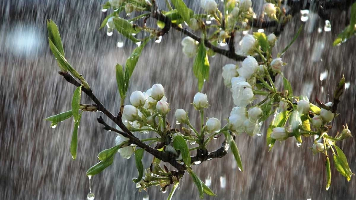 বৃষ্টি। ছবি- সংগৃহীত