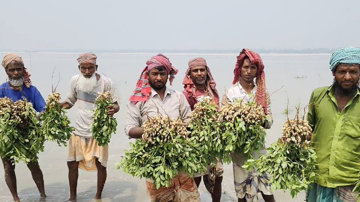 ২ শ হেক্টর জমির বাদাম পানিতে ডুবে নষ্ট
