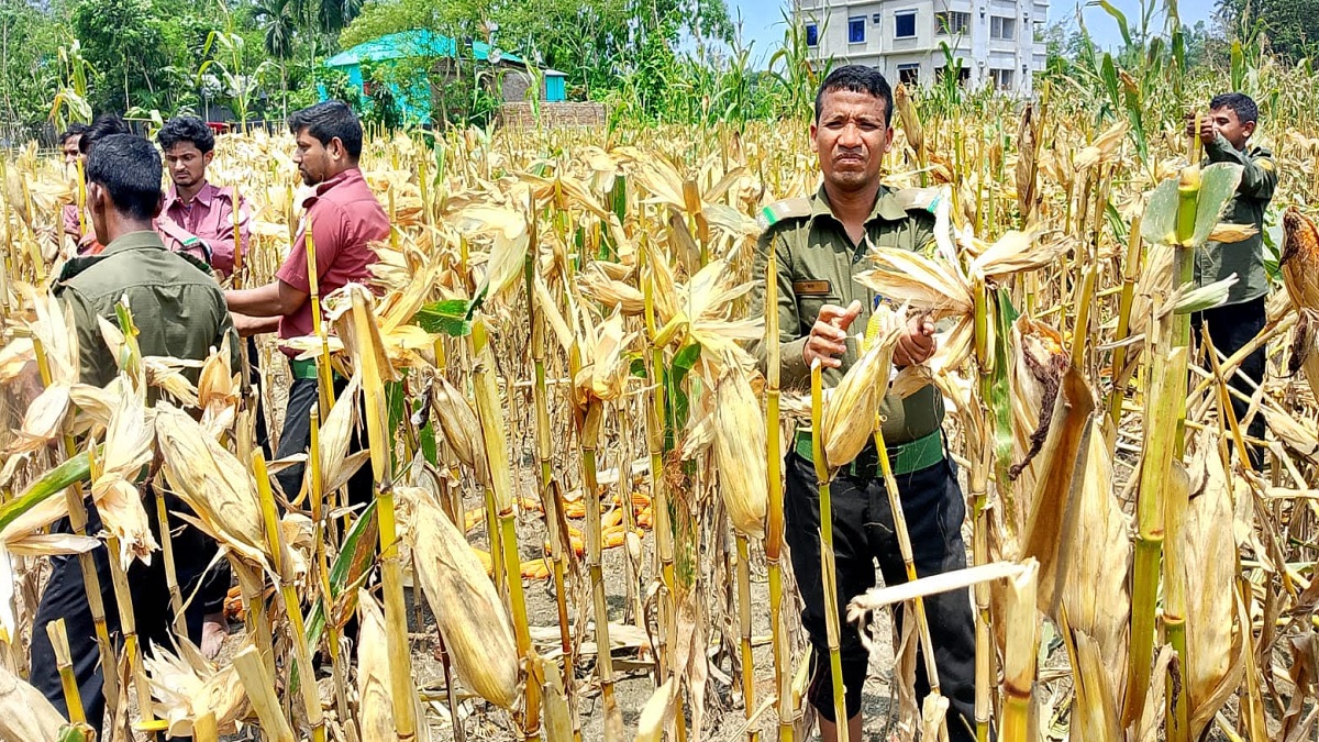 অসহায় চাষিদের খেত থেকে ভুট্টা তুলে দিল আনসার-ভিডিপি
