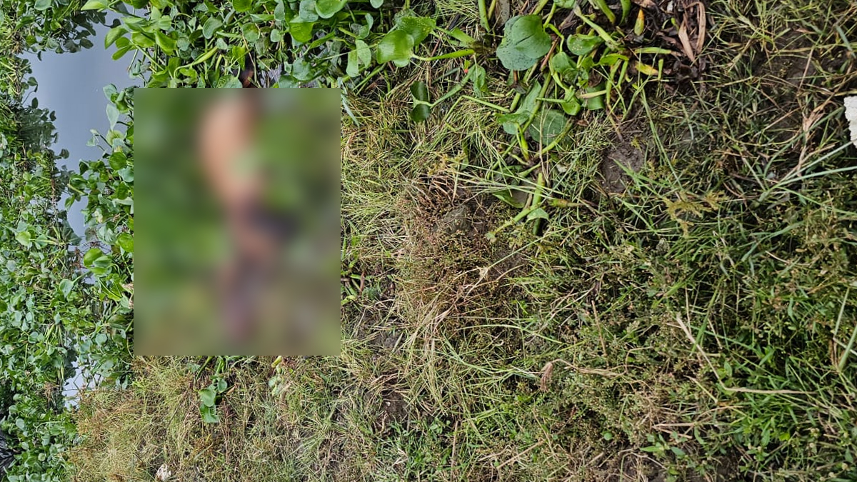 জোয়ারের পানিতে ভেসে গেল শতাধিক গরু!