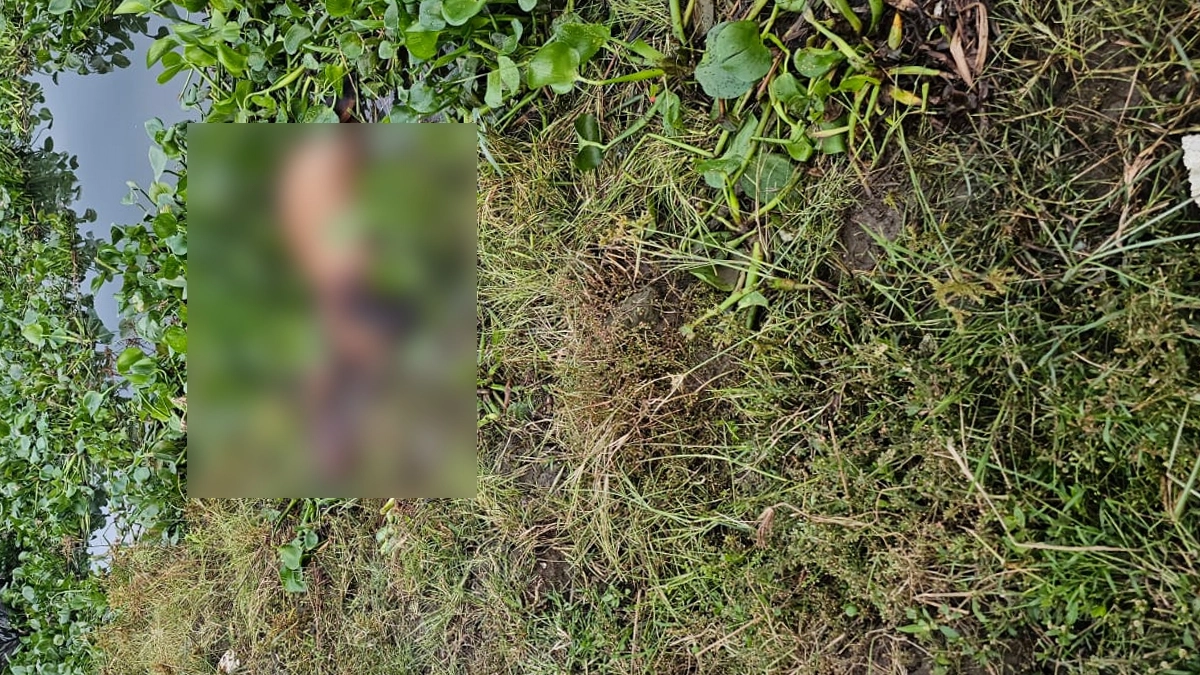 জোয়ারের পানিতে ভেসে গেল শতাধিক গরু!