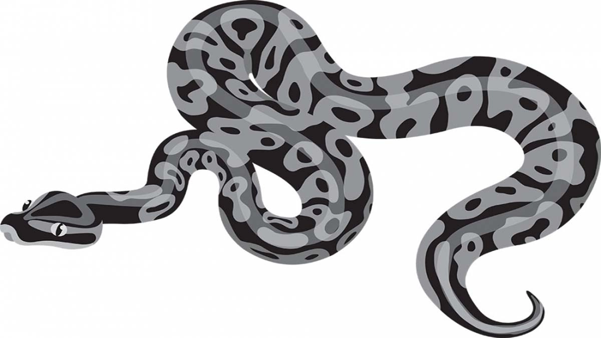 ছবি-সংগৃহীত