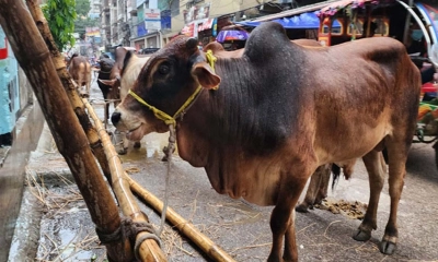 পশুর হাটে ক্রেতার সংকট, হতাশ বিক্রেতারা