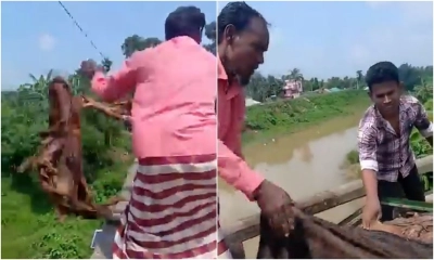 কোরবানির চামড়া কেনো নদীতে ফেলে দিচ্ছেন ব্যবসায়ীরা?