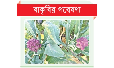 বাকৃবির গবেষণা: জৈব চাষে বেগুনি ফুলকপির রেকর্ড ফলন