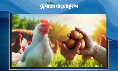 স্বস্তি ফিরছে ডিমের বাজারে, অস্বস্তি এবার মুরগিতে