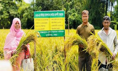 দুপচাঁচিয়া মাঠ জুড়ে দোল খাচ্ছে  কৃষকের সোনালী স্বপ্ন