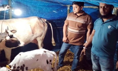 বরিশালে সিজারে গাভীর বাচ্চা প্রসব