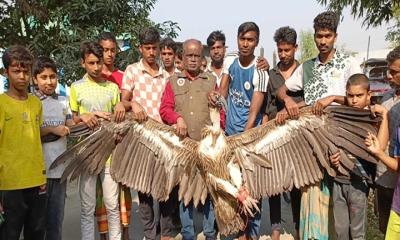 গোপালপুরে বিশাল দেহি শকুন উদ্ধার