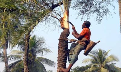 খেজুরের গুড়ের ঘ্রাণে গাছিরা ভুলে যান তার ঘাম ঝরানো কষ্ট
