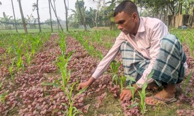 ভুট্টা ক্ষেতে লালশাক চাষে বাড়তি আয়