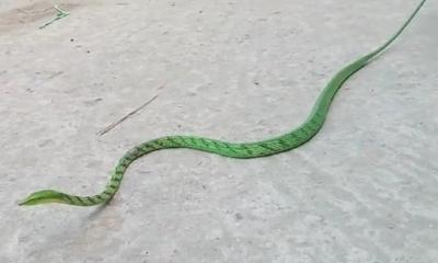 বিলুপ্তপ্রায় লাউডগা সাপ উদ্ধার