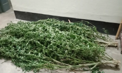 ড্রাগন ফলের বাগানে গাঁজা চাষ, আটক ১