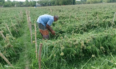 বালিয়াডাঙ্গীতে ঝড়-শিলায় ক্ষতি ৩৬০ বিঘা পেঁয়াজবীজের খেত