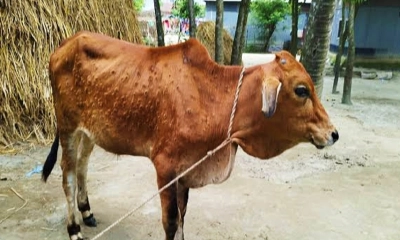 গরমে গরুর লাম্পি স্কিন রোগ, কোরবানির হাটে সংক্রমণের ঝুঁকি