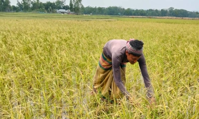 কলমাকান্দায়  ৪০০ হেক্টর জমির ফসলের ক্ষতি
